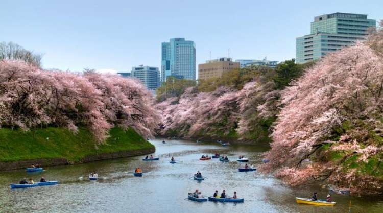 Fioritura dei ciliegi a Tokyo